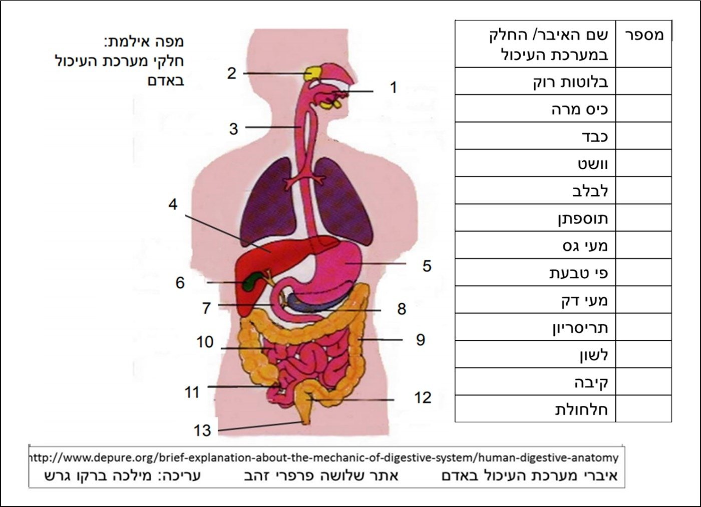 תרשים מערכת העיכול